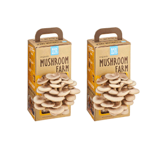 Custom-mushroom-boxes