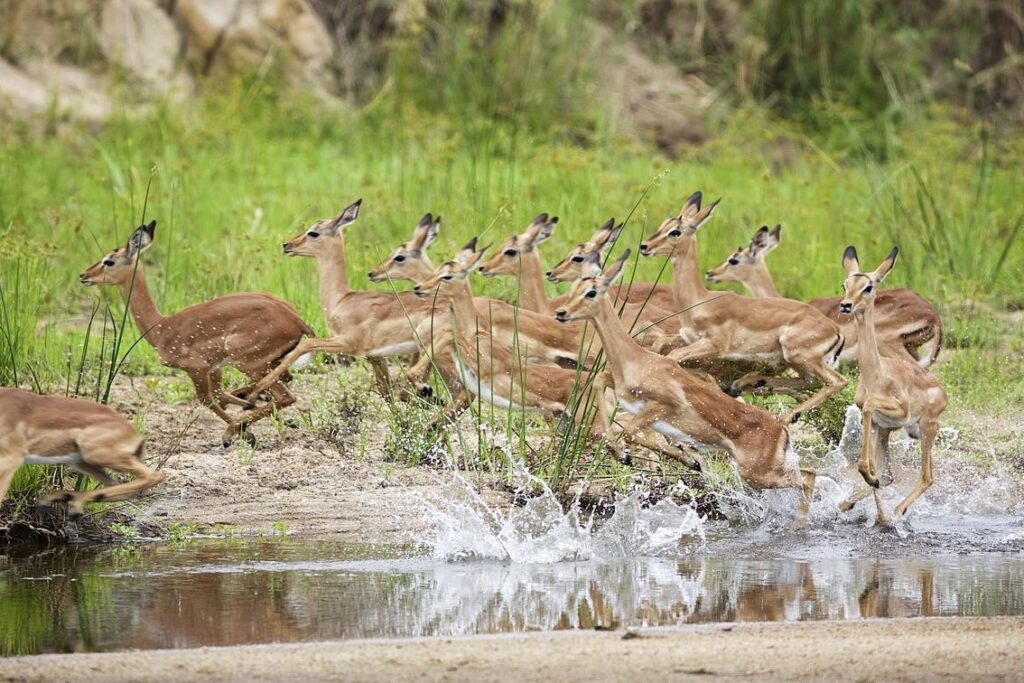 best safari in Africa