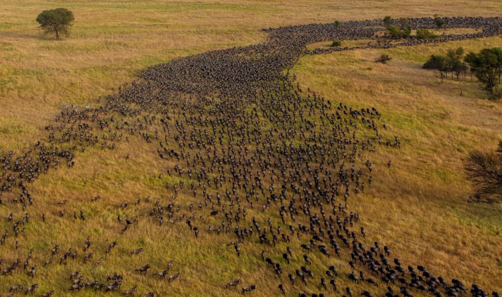 best safari in Africa