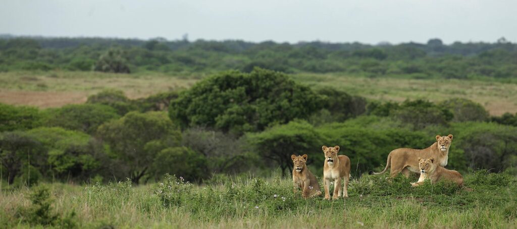 african safari